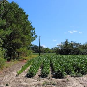 Photo of UNDER CONTRACT!  27.62 Acres of Farm and Timber Land For Sale in Harnett County NC!