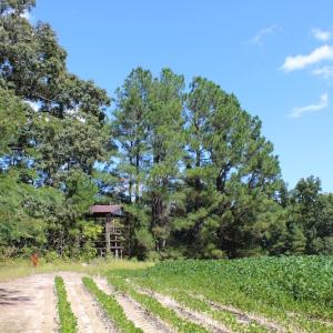Photo of UNDER CONTRACT!  27.62 Acres of Farm and Timber Land For Sale in Harnett County NC!