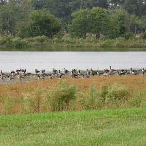 Photo of SOLD!!  187 Acres of Farm and Residential Land For Sale in Robeson County NC!