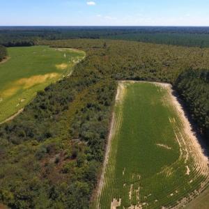 Photo of UNDER CONTRACT!  90.5 Acres of Farm and Hunting Land For Sale in Hertford County NC!