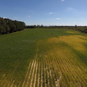Photo of UNDER CONTRACT!  90.5 Acres of Farm and Hunting Land For Sale in Hertford County NC!