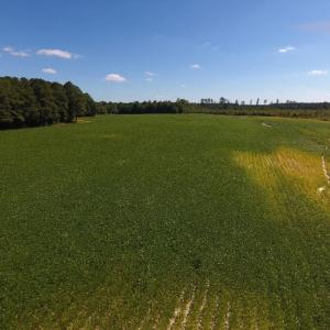 Photo of UNDER CONTRACT!  90.5 Acres of Farm and Hunting Land For Sale in Hertford County NC!