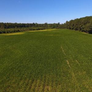 Photo of UNDER CONTRACT!  90.5 Acres of Farm and Hunting Land For Sale in Hertford County NC!