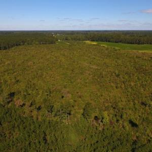 Photo of UNDER CONTRACT!  90.5 Acres of Farm and Hunting Land For Sale in Hertford County NC!
