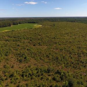 Photo of UNDER CONTRACT!  90.5 Acres of Farm and Hunting Land For Sale in Hertford County NC!