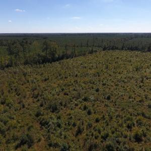 Photo of UNDER CONTRACT!  90.5 Acres of Farm and Hunting Land For Sale in Hertford County NC!