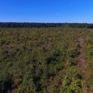Photo of UNDER CONTRACT!  90.5 Acres of Farm and Hunting Land For Sale in Hertford County NC!