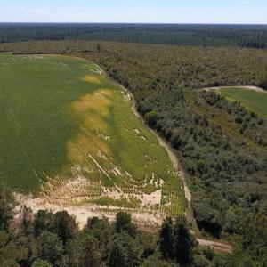 Photo of UNDER CONTRACT!  90.5 Acres of Farm and Hunting Land For Sale in Hertford County NC!