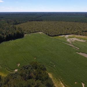 Photo of UNDER CONTRACT!  90.5 Acres of Farm and Hunting Land For Sale in Hertford County NC!