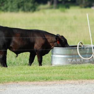 Photo of UNDER CONTRACT!  85 Acres of Farm Land For Sale in Pitt County NC!