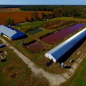 Photo of SOLD!!  118 Acre Livestock Farming Operation for Sale in Nash County NC!
