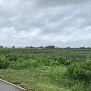 Photo of SOLD!  25 Acres of Farmland For Sale in Hyde County NC!