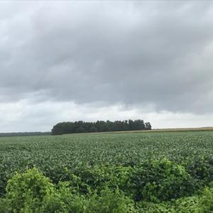 Photo of SOLD!  25 Acres of Farmland For Sale in Hyde County NC!