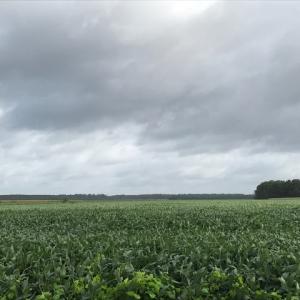 Photo of SOLD!  25 Acres of Farmland For Sale in Hyde County NC!