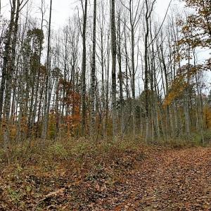 Photo of UNDER CONTRACT!  93 Acres of Hunting Land For Sale in Rockbridge County VA!