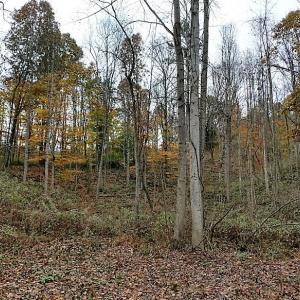 Photo of UNDER CONTRACT!  93 Acres of Hunting Land For Sale in Rockbridge County VA!