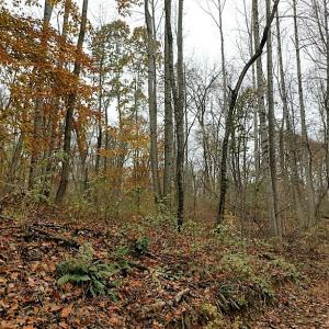 Photo of UNDER CONTRACT!  93 Acres of Hunting Land For Sale in Rockbridge County VA!