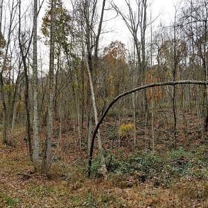 Photo of UNDER CONTRACT!  93 Acres of Hunting Land For Sale in Rockbridge County VA!
