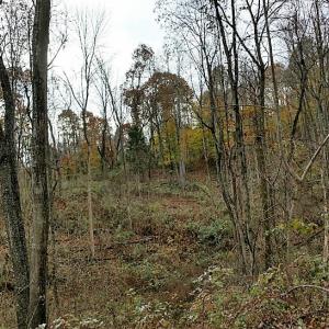 Photo of UNDER CONTRACT!  93 Acres of Hunting Land For Sale in Rockbridge County VA!