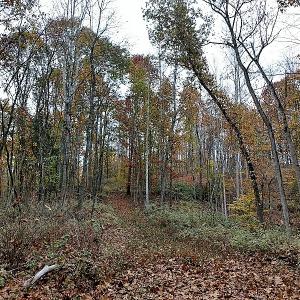Photo of UNDER CONTRACT!  93 Acres of Hunting Land For Sale in Rockbridge County VA!