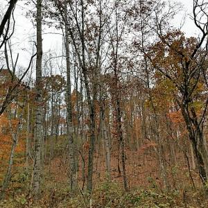Photo of UNDER CONTRACT!  93 Acres of Hunting Land For Sale in Rockbridge County VA!