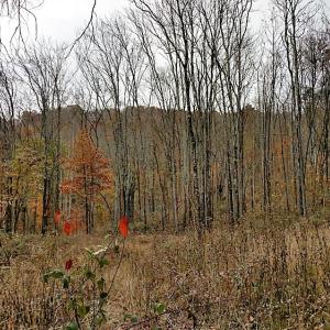 Photo of UNDER CONTRACT!  93 Acres of Hunting Land For Sale in Rockbridge County VA!