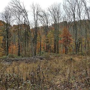 Photo of UNDER CONTRACT!  93 Acres of Hunting Land For Sale in Rockbridge County VA!