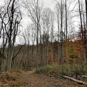 Photo of UNDER CONTRACT!  93 Acres of Hunting Land For Sale in Rockbridge County VA!