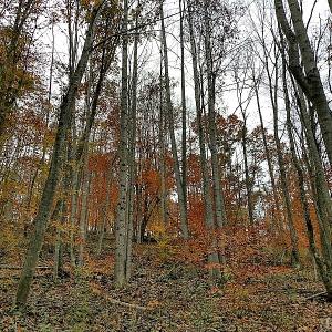 Photo of UNDER CONTRACT!  93 Acres of Hunting Land For Sale in Rockbridge County VA!