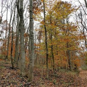 Photo of UNDER CONTRACT!  93 Acres of Hunting Land For Sale in Rockbridge County VA!