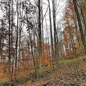 Photo of UNDER CONTRACT!  93 Acres of Hunting Land For Sale in Rockbridge County VA!