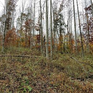 Photo of UNDER CONTRACT!  93 Acres of Hunting Land For Sale in Rockbridge County VA!