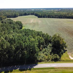 Photo of UNDER CONTRACT!  72 Acres of Hunting and Managed Timber Land For Sale in Northampton County NC!