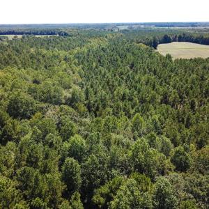 Photo of UNDER CONTRACT!  72 Acres of Hunting and Managed Timber Land For Sale in Northampton County NC!
