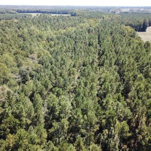 Photo of UNDER CONTRACT!  72 Acres of Hunting and Managed Timber Land For Sale in Northampton County NC!