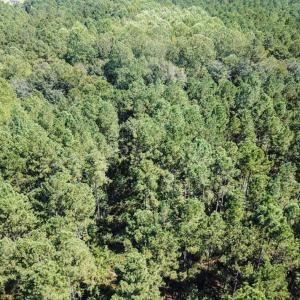 Photo of UNDER CONTRACT!  72 Acres of Hunting and Managed Timber Land For Sale in Northampton County NC!