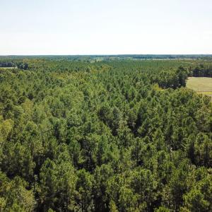 Photo of UNDER CONTRACT!  72 Acres of Hunting and Managed Timber Land For Sale in Northampton County NC!