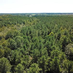 Photo of UNDER CONTRACT!  72 Acres of Hunting and Managed Timber Land For Sale in Northampton County NC!
