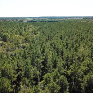 Photo of UNDER CONTRACT!  72 Acres of Hunting and Managed Timber Land For Sale in Northampton County NC!