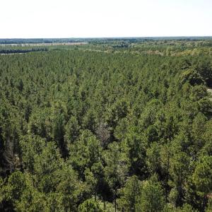 Photo of UNDER CONTRACT!  72 Acres of Hunting and Managed Timber Land For Sale in Northampton County NC!