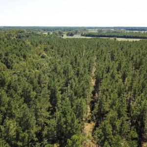 Photo of UNDER CONTRACT!  72 Acres of Hunting and Managed Timber Land For Sale in Northampton County NC!