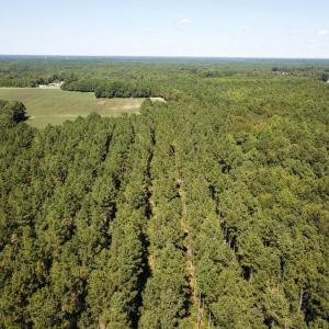 Photo of UNDER CONTRACT!  72 Acres of Hunting and Managed Timber Land For Sale in Northampton County NC!