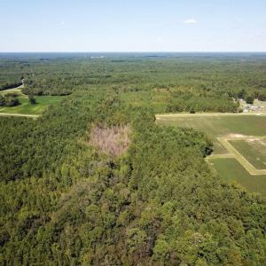 Photo of UNDER CONTRACT!  72 Acres of Hunting and Managed Timber Land For Sale in Northampton County NC!