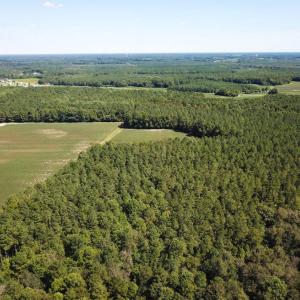 Photo of UNDER CONTRACT!  72 Acres of Hunting and Managed Timber Land For Sale in Northampton County NC!