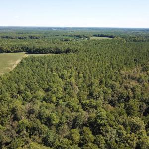 Photo of UNDER CONTRACT!  72 Acres of Hunting and Managed Timber Land For Sale in Northampton County NC!