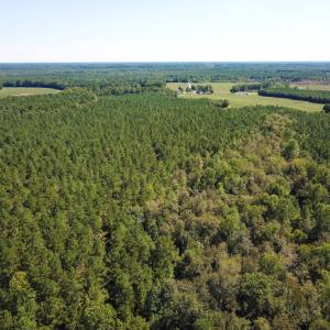 Photo of UNDER CONTRACT!  72 Acres of Hunting and Managed Timber Land For Sale in Northampton County NC!