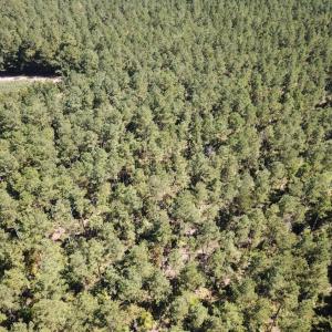 Photo of UNDER CONTRACT!  72 Acres of Hunting and Managed Timber Land For Sale in Northampton County NC!