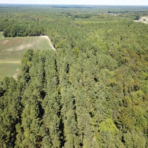 Photo of UNDER CONTRACT!  72 Acres of Hunting and Managed Timber Land For Sale in Northampton County NC!