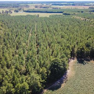 Photo of UNDER CONTRACT!  72 Acres of Hunting and Managed Timber Land For Sale in Northampton County NC!