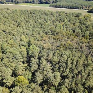 Photo of UNDER CONTRACT!  72 Acres of Hunting and Managed Timber Land For Sale in Northampton County NC!